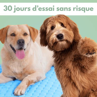 Tapis rafraîchissant pour chien & chat
